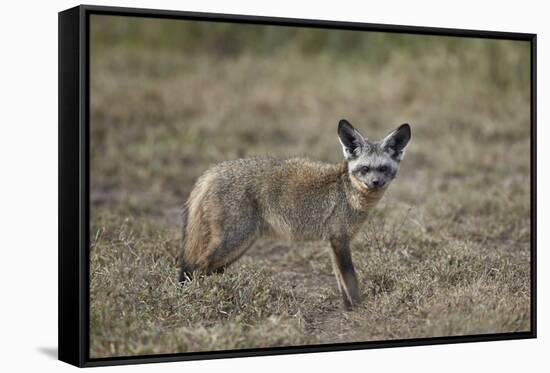 Bat-Eared Fox (Otocyon Megalotis), Serengeti National Park, Tanzania, East Africa, Africa-James Hager-Framed Stretched Canvas