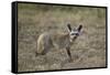 Bat-Eared Fox (Otocyon Megalotis), Serengeti National Park, Tanzania, East Africa, Africa-James Hager-Framed Stretched Canvas