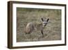 Bat-Eared Fox (Otocyon Megalotis), Serengeti National Park, Tanzania, East Africa, Africa-James Hager-Framed Photographic Print