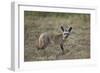 Bat-Eared Fox (Otocyon Megalotis), Serengeti National Park, Tanzania, East Africa, Africa-James Hager-Framed Photographic Print