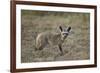 Bat-Eared Fox (Otocyon Megalotis), Serengeti National Park, Tanzania, East Africa, Africa-James Hager-Framed Photographic Print