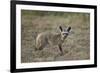 Bat-Eared Fox (Otocyon Megalotis), Serengeti National Park, Tanzania, East Africa, Africa-James Hager-Framed Photographic Print