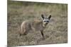 Bat-Eared Fox (Otocyon Megalotis), Serengeti National Park, Tanzania, East Africa, Africa-James Hager-Mounted Photographic Print