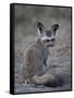 Bat-Eared Fox (Otocyon Megalotis), Serengeti National Park, Tanzania, East Africa, Africa-James Hager-Framed Stretched Canvas