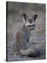 Bat-Eared Fox (Otocyon Megalotis), Serengeti National Park, Tanzania, East Africa, Africa-James Hager-Stretched Canvas