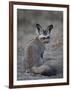 Bat-Eared Fox (Otocyon Megalotis), Serengeti National Park, Tanzania, East Africa, Africa-James Hager-Framed Photographic Print