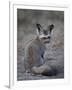 Bat-Eared Fox (Otocyon Megalotis), Serengeti National Park, Tanzania, East Africa, Africa-James Hager-Framed Photographic Print