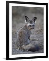 Bat-Eared Fox (Otocyon Megalotis), Serengeti National Park, Tanzania, East Africa, Africa-James Hager-Framed Photographic Print