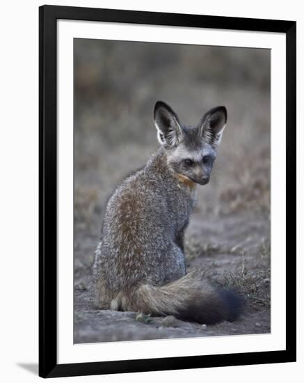 Bat-Eared Fox (Otocyon Megalotis), Serengeti National Park, Tanzania, East Africa, Africa-James Hager-Framed Photographic Print