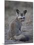 Bat-Eared Fox (Otocyon Megalotis), Serengeti National Park, Tanzania, East Africa, Africa-James Hager-Mounted Photographic Print