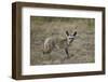 Bat-Eared Fox (Otocyon Megalotis), Serengeti National Park, Tanzania, East Africa, Africa-James Hager-Framed Photographic Print