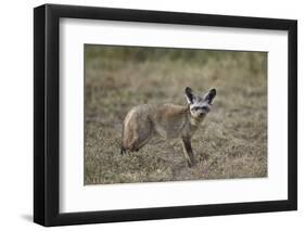 Bat-Eared Fox (Otocyon Megalotis), Serengeti National Park, Tanzania, East Africa, Africa-James Hager-Framed Photographic Print