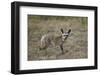 Bat-Eared Fox (Otocyon Megalotis), Serengeti National Park, Tanzania, East Africa, Africa-James Hager-Framed Photographic Print