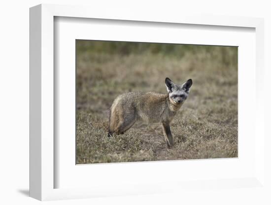 Bat-Eared Fox (Otocyon Megalotis), Serengeti National Park, Tanzania, East Africa, Africa-James Hager-Framed Photographic Print