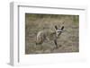 Bat-Eared Fox (Otocyon Megalotis), Serengeti National Park, Tanzania, East Africa, Africa-James Hager-Framed Photographic Print