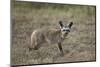 Bat-Eared Fox (Otocyon Megalotis), Serengeti National Park, Tanzania, East Africa, Africa-James Hager-Mounted Photographic Print