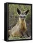 Bat-Eared Fox (Otocyon Megalotis) Sitting at Entrance to Den, Serengeti National Park, Tanzania-James Hager-Framed Stretched Canvas