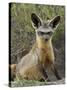 Bat-Eared Fox (Otocyon Megalotis) Sitting at Entrance to Den, Serengeti National Park, Tanzania-James Hager-Stretched Canvas