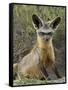 Bat-Eared Fox (Otocyon Megalotis) Sitting at Entrance to Den, Serengeti National Park, Tanzania-James Hager-Framed Stretched Canvas