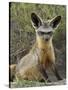 Bat-Eared Fox (Otocyon Megalotis) Sitting at Entrance to Den, Serengeti National Park, Tanzania-James Hager-Stretched Canvas