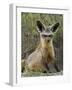 Bat-Eared Fox (Otocyon Megalotis) Sitting at Entrance to Den, Serengeti National Park, Tanzania-James Hager-Framed Photographic Print