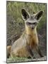 Bat-Eared Fox (Otocyon Megalotis) Sitting at Entrance to Den, Serengeti National Park, Tanzania-James Hager-Mounted Photographic Print