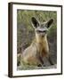 Bat-Eared Fox (Otocyon Megalotis) Sitting at Entrance to Den, Serengeti National Park, Tanzania-James Hager-Framed Photographic Print