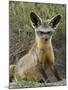 Bat-Eared Fox (Otocyon Megalotis) Sitting at Entrance to Den, Serengeti National Park, Tanzania-James Hager-Mounted Photographic Print