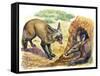 Bat-Eared Fox (Otocyon Megalotis) Trying to Get into Termite Mound Which Was Discovered by Aardvark-null-Framed Stretched Canvas