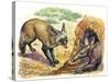 Bat-Eared Fox (Otocyon Megalotis) Trying to Get into Termite Mound Which Was Discovered by Aardvark-null-Stretched Canvas