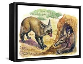 Bat-Eared Fox (Otocyon Megalotis) Trying to Get into Termite Mound Which Was Discovered by Aardvark-null-Framed Stretched Canvas