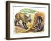 Bat-Eared Fox (Otocyon Megalotis) Trying to Get into Termite Mound Which Was Discovered by Aardvark-null-Framed Giclee Print