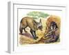 Bat-Eared Fox (Otocyon Megalotis) Trying to Get into Termite Mound Which Was Discovered by Aardvark-null-Framed Giclee Print