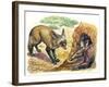 Bat-Eared Fox (Otocyon Megalotis) Trying to Get into Termite Mound Which Was Discovered by Aardvark-null-Framed Giclee Print