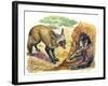 Bat-Eared Fox (Otocyon Megalotis) Trying to Get into Termite Mound Which Was Discovered by Aardvark-null-Framed Giclee Print