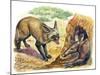 Bat-Eared Fox (Otocyon Megalotis) Trying to Get into Termite Mound Which Was Discovered by Aardvark-null-Mounted Giclee Print
