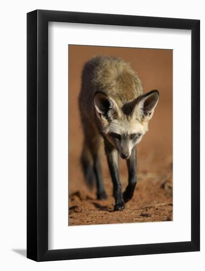 Bat-Eared Fox (Otocyon Megalotis) Walking, Namib-Naukluft National Park, Namib Desert, Namibia-Solvin Zankl-Framed Photographic Print