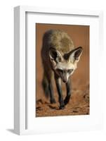 Bat-Eared Fox (Otocyon Megalotis) Walking, Namib-Naukluft National Park, Namib Desert, Namibia-Solvin Zankl-Framed Photographic Print