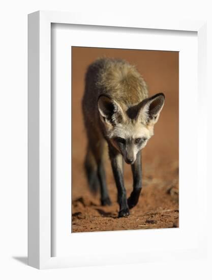 Bat-Eared Fox (Otocyon Megalotis) Walking, Namib-Naukluft National Park, Namib Desert, Namibia-Solvin Zankl-Framed Photographic Print