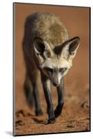 Bat-Eared Fox (Otocyon Megalotis) Walking, Namib-Naukluft National Park, Namib Desert, Namibia-Solvin Zankl-Mounted Photographic Print