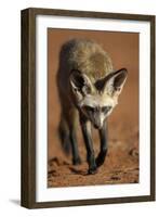 Bat-Eared Fox (Otocyon Megalotis) Walking, Namib-Naukluft National Park, Namib Desert, Namibia-Solvin Zankl-Framed Photographic Print