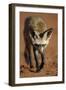 Bat-Eared Fox (Otocyon Megalotis) Walking, Namib-Naukluft National Park, Namib Desert, Namibia-Solvin Zankl-Framed Photographic Print