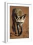 Bat-Eared Fox (Otocyon Megalotis) Walking, Namib-Naukluft National Park, Namib Desert, Namibia-Solvin Zankl-Framed Photographic Print