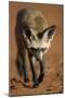 Bat-Eared Fox (Otocyon Megalotis) Walking, Namib-Naukluft National Park, Namib Desert, Namibia-Solvin Zankl-Mounted Photographic Print