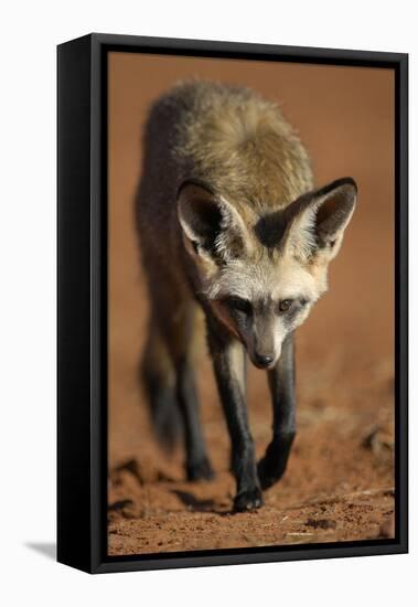 Bat-Eared Fox (Otocyon Megalotis) Walking, Namib-Naukluft National Park, Namib Desert, Namibia-Solvin Zankl-Framed Stretched Canvas