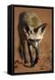 Bat-Eared Fox (Otocyon Megalotis) Walking, Namib-Naukluft National Park, Namib Desert, Namibia-Solvin Zankl-Framed Stretched Canvas