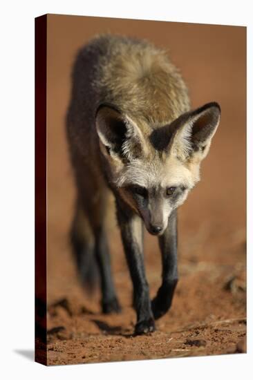 Bat-Eared Fox (Otocyon Megalotis) Walking, Namib-Naukluft National Park, Namib Desert, Namibia-Solvin Zankl-Stretched Canvas