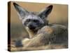 Bat Eared Fox Rests on Savanna, Masai Mara Game Reserve, Kenya-Paul Souders-Stretched Canvas