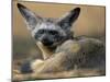 Bat Eared Fox Rests on Savanna, Masai Mara Game Reserve, Kenya-Paul Souders-Mounted Photographic Print