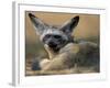 Bat Eared Fox Rests on Savanna, Masai Mara Game Reserve, Kenya-Paul Souders-Framed Photographic Print